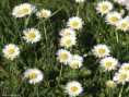 /album/my-local-birding-gallery/daisies-out-in-force-this-morning-jpg/